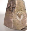 Exquisite trilobite - Olenellus gilberti - Image 3