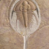 Exquisite trilobite - Olenellus gilberti - Image 4