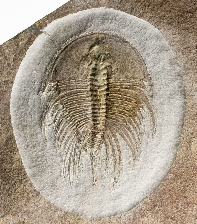 Incredibly well prepared trilobite - Olenellus fowleri