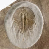 Incredibly well prepared trilobite - Olenellus fowleri - Image 2