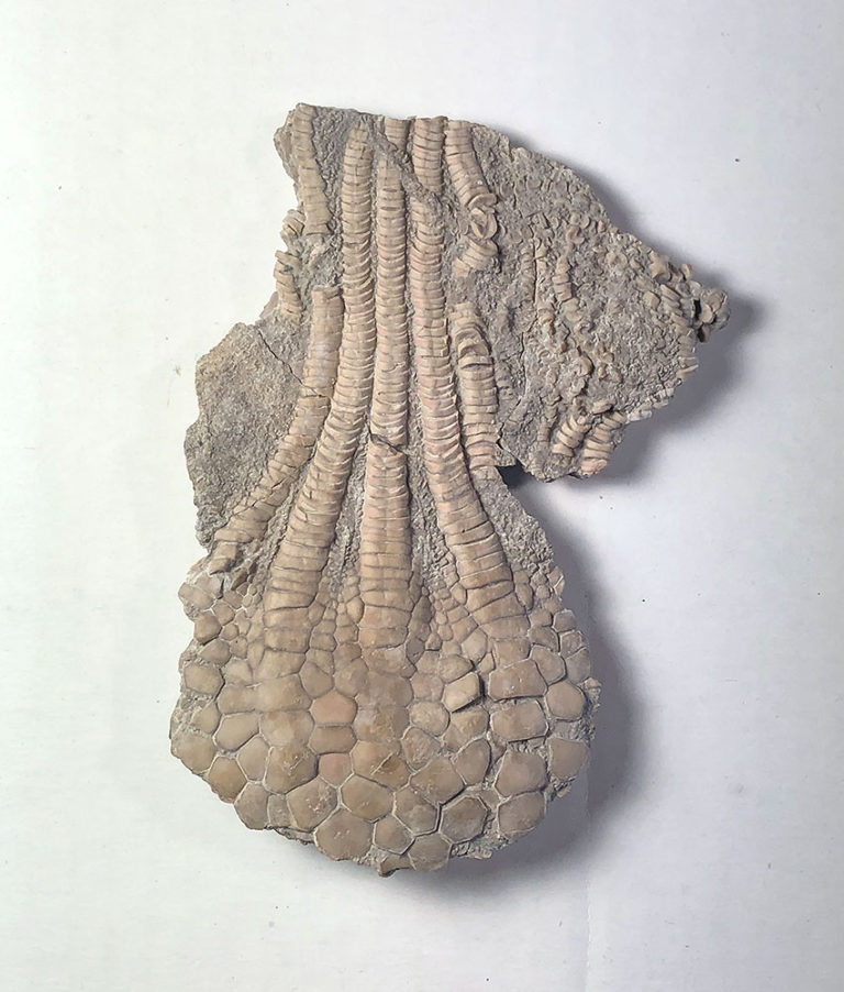 Iconic American Cretaceous Crinoid - Uintacrinus socialis