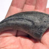 Huge dinosaur claw - Allosaurus fragilis - Image 2