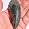 Huge dinosaur claw - Allosaurus fragilis - Image 4