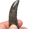 Incredible fully rooted Allosaur tooth &#8211; Allosaurus fragilis, The Natural Canvas