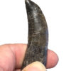 Incredible fully rooted Allosaur tooth &#8211; Allosaurus fragilis, The Natural Canvas