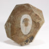 Incredibly well prepared trilobite - Olenellus gilberti - Image 2