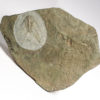 Rare trilobite from Montana - Paralbertella - Image 2