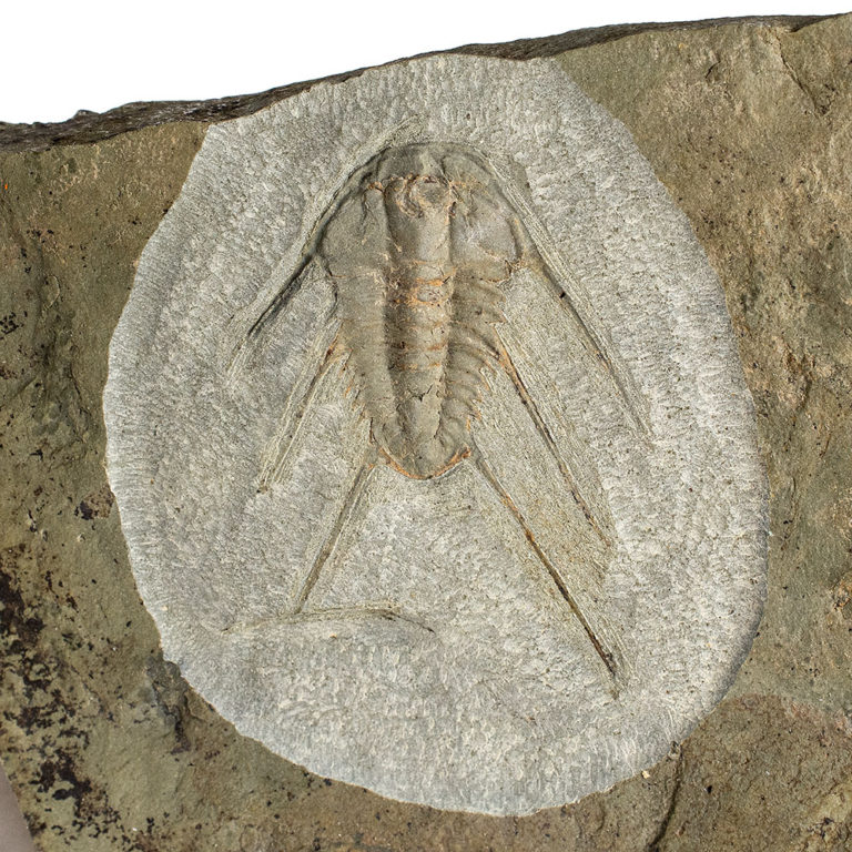 Rare trilobite from Montana - Paralbertella