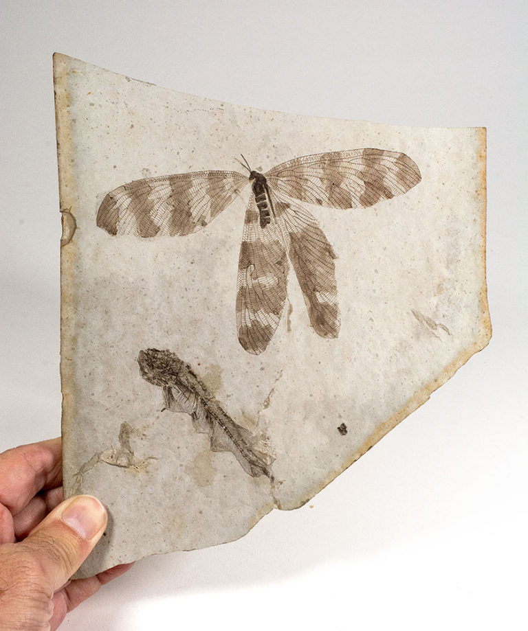 Stunning Cretaceous Dragonfly and Fish - Sinaeschnidia