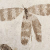 Stunning Cretaceous Dragonfly and Fish - Sinaeschnidia - Image 3