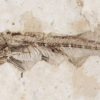 Stunning Cretaceous Dragonfly and Fish - Sinaeschnidia - Image 4