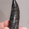Beautiful fully rooted Allosaur tooth - Allosaurus fragilis - Image 2