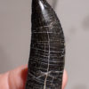 Beautiful fully rooted Allosaur tooth - Allosaurus fragilis - Image 3