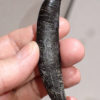 Beautiful fully rooted Allosaur tooth - Allosaurus fragilis - Image 4