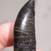 Beautiful fully rooted Allosaur tooth - Allosaurus fragilis - Image 5