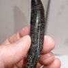 Beautiful fully rooted Allosaur tooth - Allosaurus fragilis - Image 6