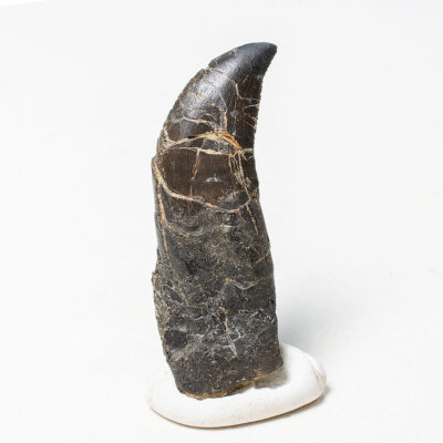 Rooted Allosaur tooth