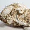 Early Cheetah - Yoshi (Metailurus) minor - Image 3
