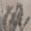 New to Science! - Ordovician Softbodied Anemone - Image 2