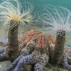 New to Science! - Ordovician Softbodied Anemone - Image 3