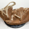 Partial dinosaur - Protoceratops - Image 4