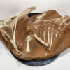 Partial dinosaur - Protoceratops - Image 5