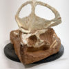 Partial dinosaur - Protoceratops - Image 6