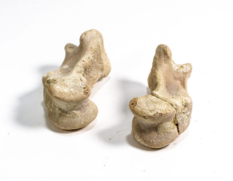 Oviraptor phalanges - "Ingenia"