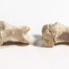 Oviraptor phalanges - "Ingenia" - Image 4