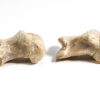 Oviraptor phalanges - "Ingenia" - Image 5