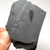 Burgess Shale - Molaria spinifera - Image 2