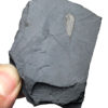 Burgess Shale - Molaria spinifera - Image 3