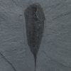 Burgess Shale - Molaria spinifera - Image 4