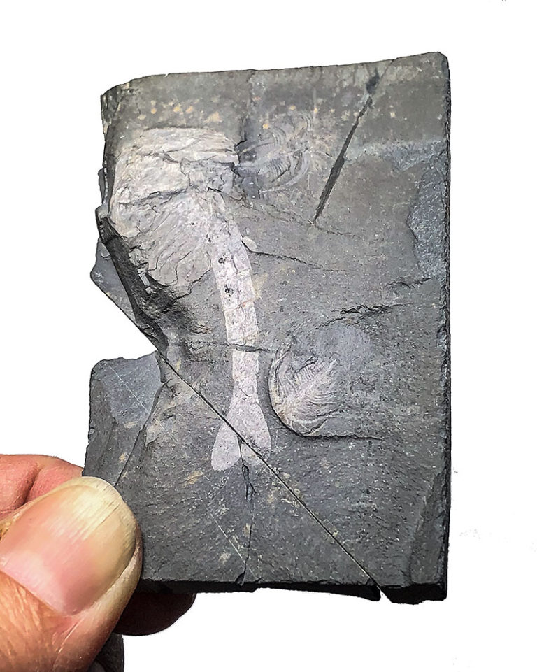 Burgess Shale - Waptia with TWO Marrellas