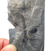 Burgess Shale - Waptia with TWO Marrellas - Image 3