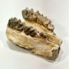 Shovel-tusked mastodon - Platybelodon - Image 2
