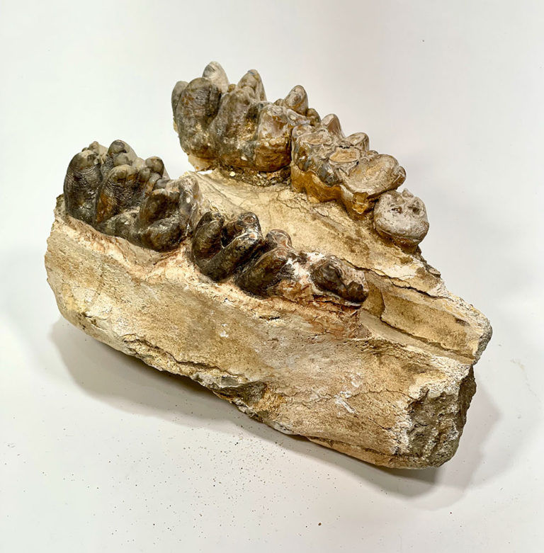 Shovel-tusked mastodon - Platybelodon