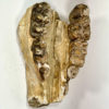 Shovel-tusked mastodon - Platybelodon - Image 3