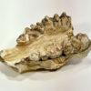 Shovel-tusked mastodon - Platybelodon - Image 4