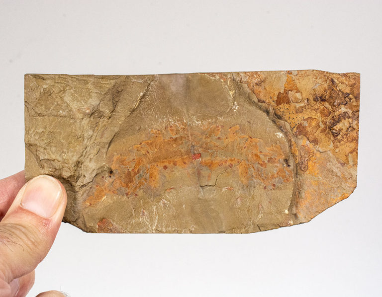 Ordovician Onychodictyon-like Lobopod