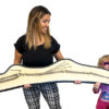 Pterosaur Wing  - Pteranodon sp. - Image 2