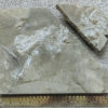 Near Complete Permian Shark - Wodnika - Image 2