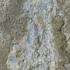 Near Complete Permian Shark - Wodnika - Image 4