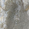 Near Complete Permian Shark - Wodnika - Image 5