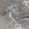 Near Complete Permian Shark - Wodnika - Image 6