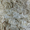 Near Complete Permian Shark - Wodnika - Image 8