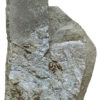 Near Complete Permian Shark - Wodnika - Image 9