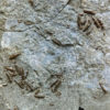 Near Complete Permian Shark - Wodnika - Image 10