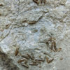 Near Complete Permian Shark - Wodnika - Image 11