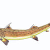 Near Complete Permian Shark - Wodnika - Image 12